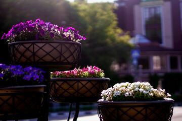 flowers in the street