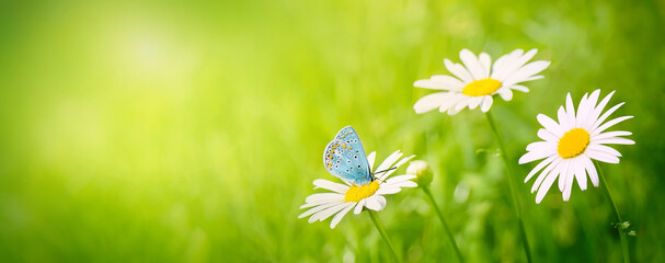 Beautiful Panoramic Scenic Nature Summer Background