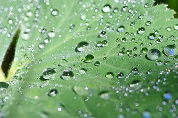 Makroaufnahme von sonnenbeschinenen Wassertropfen auf einem gr&uuml;nem Blatt von Balkan-Storchschnabel (Geranium macrorrhizum )
