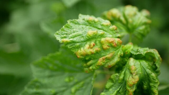 Currant aphid leaf Cryptomyzus ribis pest parasitic insect causes loss of crop small shrub bush cultivated plant wood grown orchards garden. Harm in agriculture farms farming leaves colonies damage