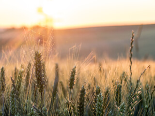 Sonnenuntergang hinter Agrarlandschaft