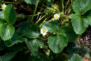 Fresh tasty ripe red and unripe green strawberries growing on strawberry farm