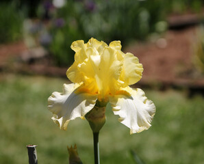Yellow iris on the flower bed