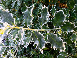 Green leaves with a white border of frost on the edges.