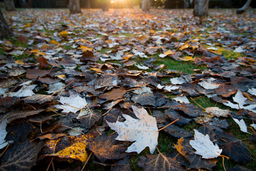 Sunrise in forest with sun and trees