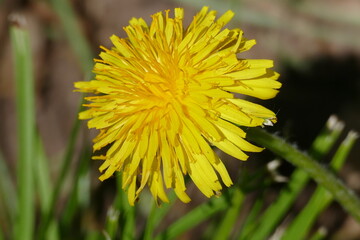 Gelbe Löwenzahnblüte mit grünen Grashalmen
