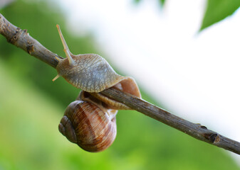 Close-up of a snail sitting on a flowering tree branch in the garden