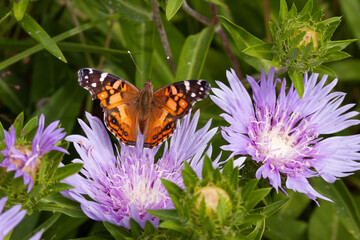 butterfly on flower