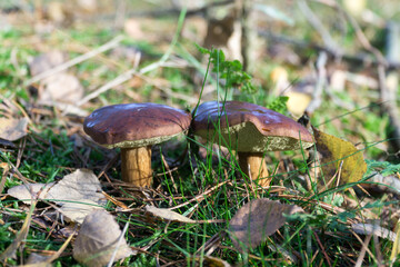 Two wild mushrooms (bay bolete) growing in natural forest in autumn. Selective focus.