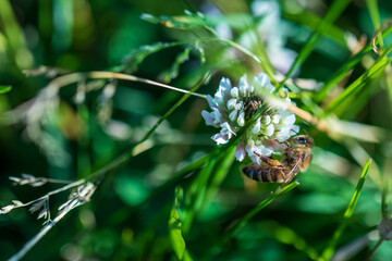 Honey bee collecting pollen on a flower during a sunny day in the park