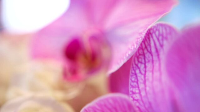 Bright pink orchids and white roses in a soft daylight, close-up. Fresh flowers with tender petals in romantic atmosphere. Bouquet composition for wedding. Valentines day party event decoration.