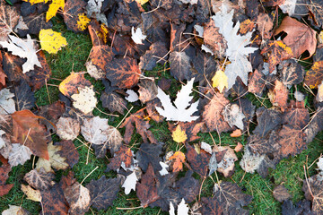 Autumn soil with colored leaves