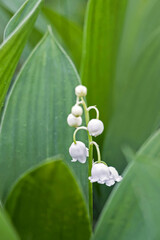 close up of lily of the valley flower in green garden 