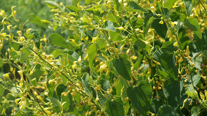 Fototapeta premium Gewöhnliche Osterluzei, Aristolochia clematitis