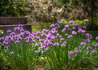 Purple Summer Flowers