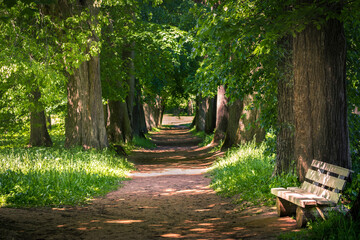 wooden bench in a forest alley in summer