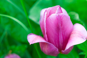 Fototapeta na wymiar Purple Tulip and green grass. Hello spring