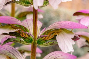 Acanthus blossoms in Spring