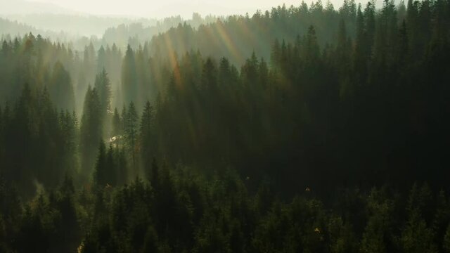 Spectacular drone view flying over quiet coniferous forest with curvy road running among trees in early morning with sun rays shining through fog in mountainous terrain - dorne footage