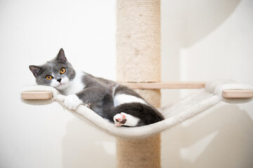 cute young british shorthair cat relaxing on hammock of scratching post looking at camera