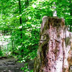 old tree trunk with a heart