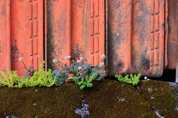 small white flowers on the branches of a wild plant, which sprouted on a roof, in the space between a wall and the tiles.
