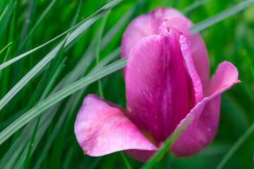 Purple Tulip and green grass. Hello spring