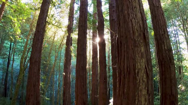 Sun shining through a Redwood trees forest (Sequoia Sempervirens), Santa Cruz mountains, San Francisco bay area, California