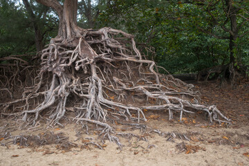 Exposed, gnarled roots of a tree growing on Ke'e Beach on the north shore of the Island of Kauai (Hawaii).