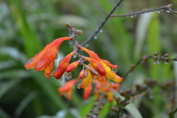 drooping flower in the rain