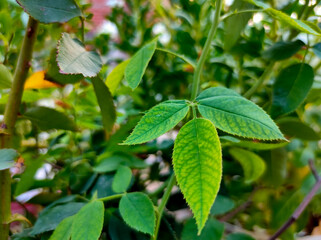 green leaves in the garden
