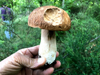Raw Porcini mushroom found in the forest in Calabria, Italy