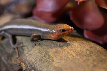 Broad Headed Skink Adult Male