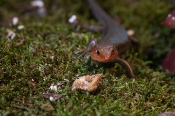 Fototapeta premium Broad Headed Skink Adult Male