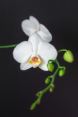 Fototapeta na wymiar White orchid flower Phalaenopsis on black background