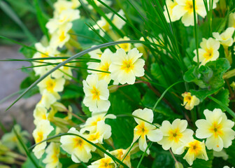 Yellow Primrose flowers and green grass. Hello spring