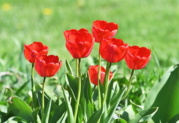 Obraz premium Czerwone tulipany