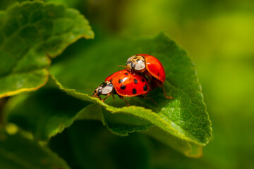 Two ladybirds mating on a leaf. Harmonia axyridis, most commonly known as the harlequin, multicolored Asian, or Asian ladybeetle.