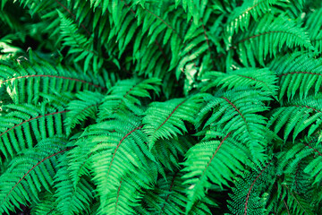 Fototapeta na wymiar Fresh green bush of fern in forest. Texture, background