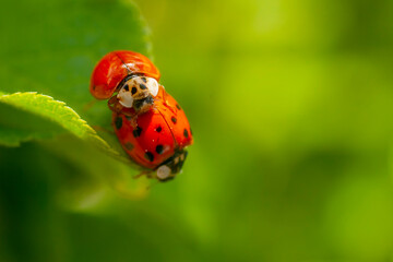 Two ladybirds mating on a leaf. Harmonia axyridis, most commonly known as the harlequin, multicolored Asian, or Asian ladybeetle. 
