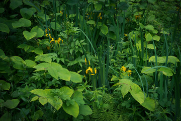 swamp plants and flowers