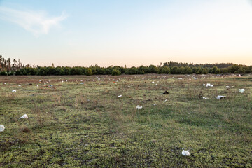 A large clearing in the forest with garbage scattered in the wind. Horizontal orientation. 