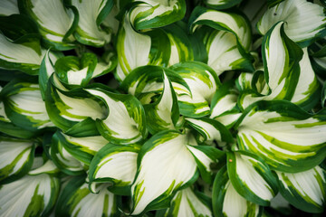 green and white leaves background