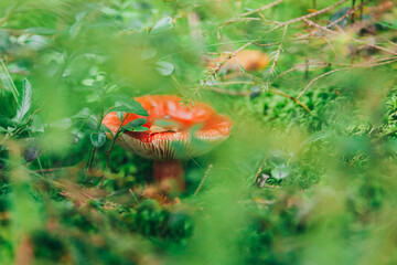 Edible small mushroom Russula with red russet cap in moss autumn forest background. Fungus in the natural environment. Big mushroom macro close up. Inspirational natural summer or fall landscape.