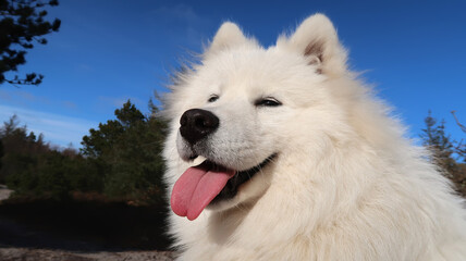 samoyed dog sitting in the forest