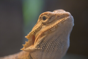 Bearded Dragon