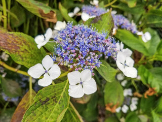 Bigleaf hydrangea or hortensia