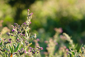 Blooming purple common bugloss or alkanet flowers with sunlight bokeh.