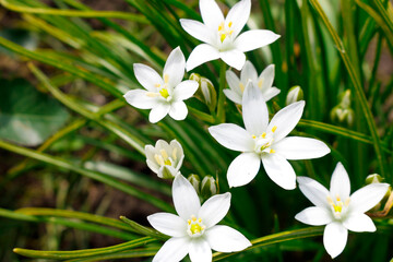 White flowers of the Star of Bethlehem on a green background