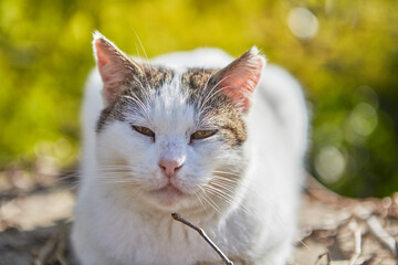 Naklejka na ściany i meble A stray white cat is resting on the lawn.